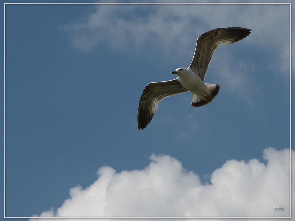 Fonds d'cran Animaux Oiseaux - Mouettes et Golands Mouette 3609