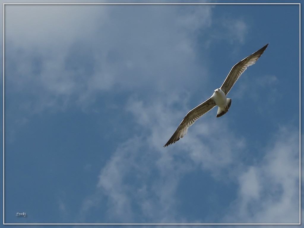 Fonds d'cran Animaux Oiseaux - Mouettes et Golands Mouette 3609 2