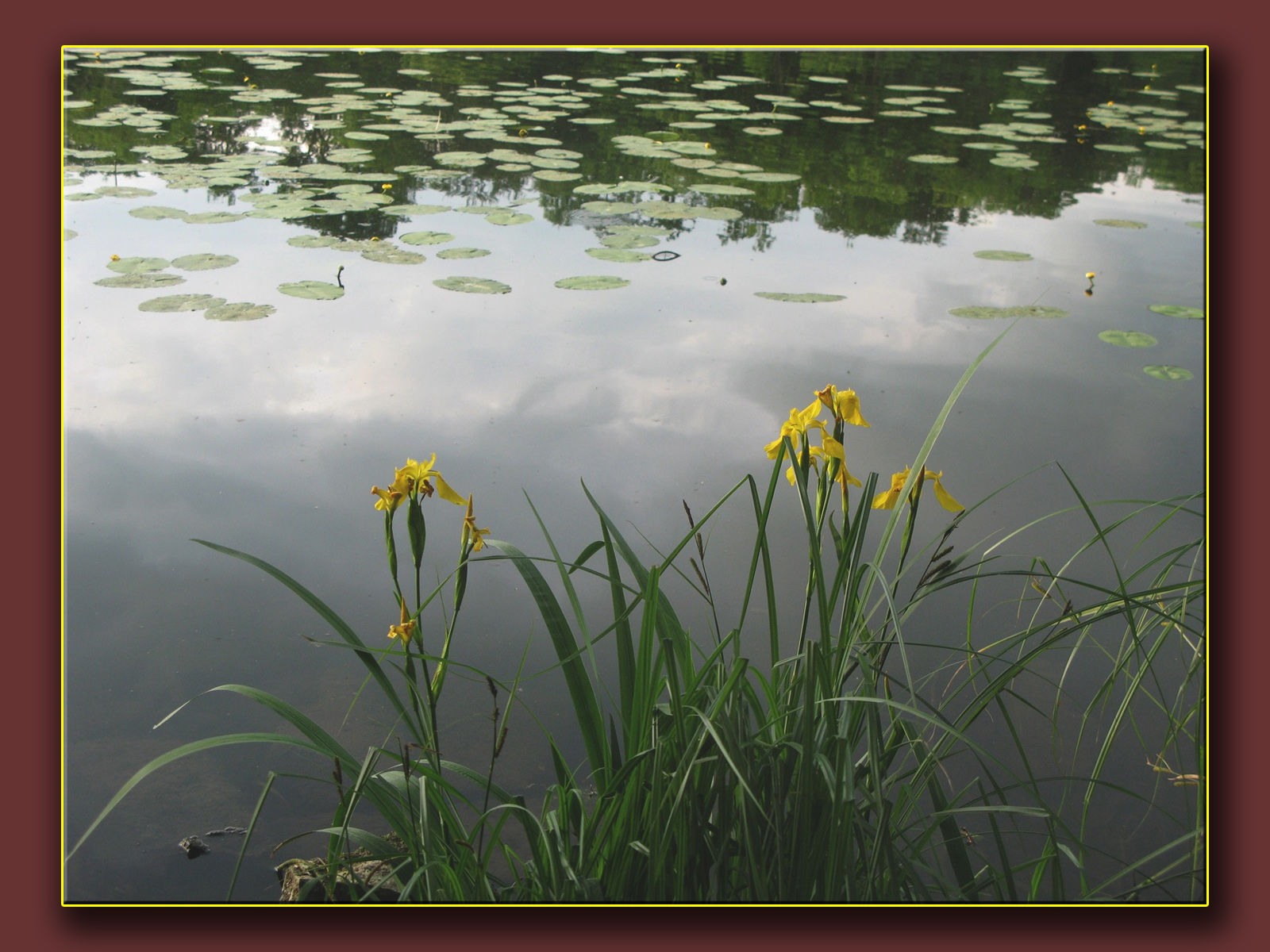 Wallpapers Nature Flowers Iris