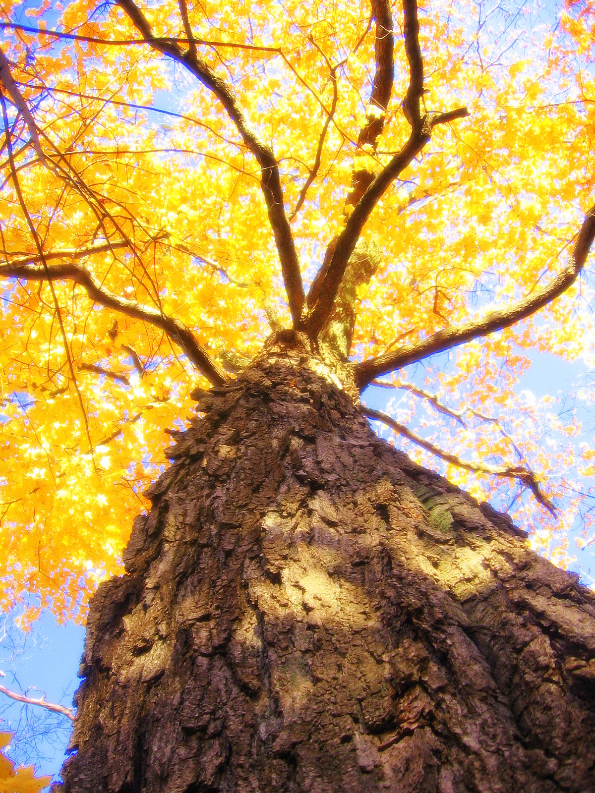 Fonds d'cran Nature Arbres - Forts L'rable majestueux d'automne.