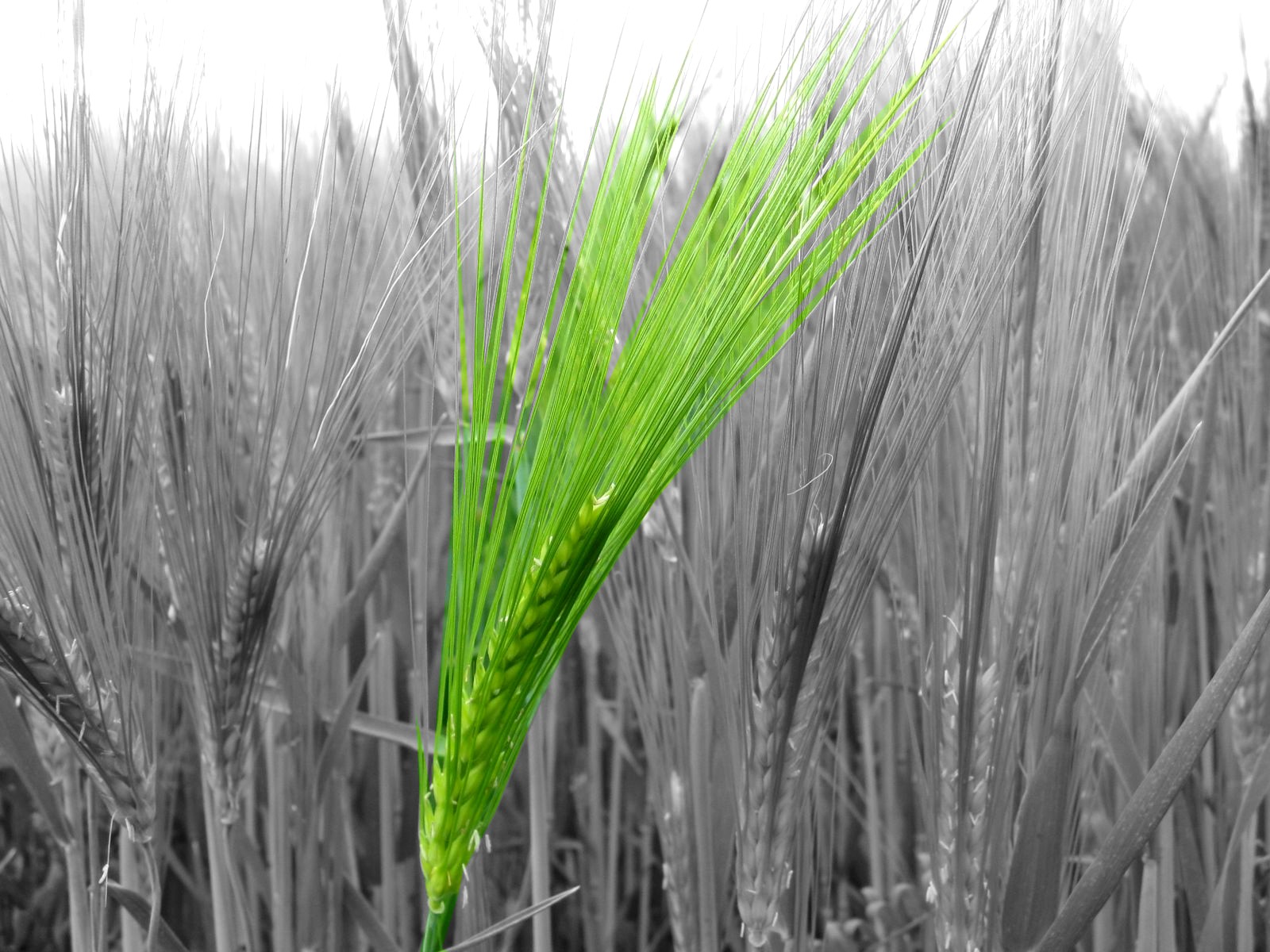 Fonds d'cran Nature Champs - Prairies 