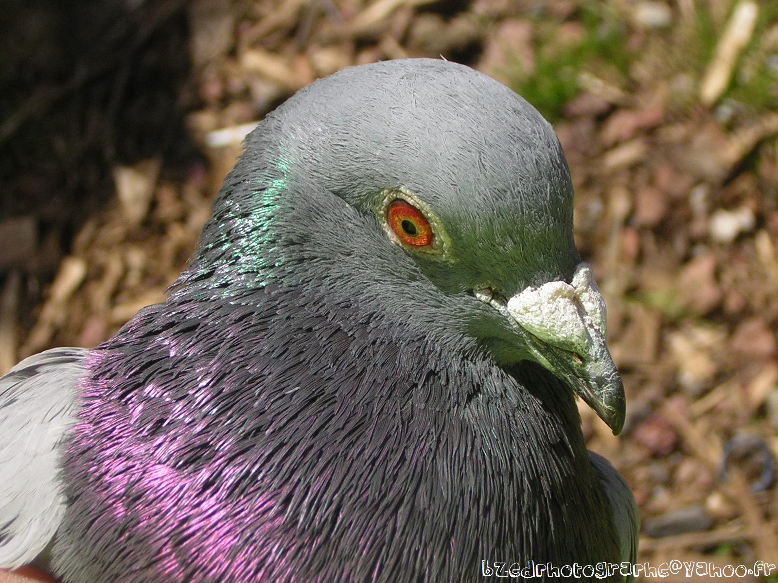 Fonds d'cran Animaux Oiseaux - Pigeons et Tourterelles 