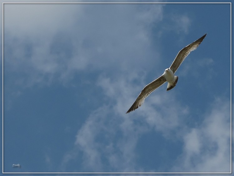 Fonds d'cran Animaux Oiseaux - Mouettes et Golands Mouette 3609 2