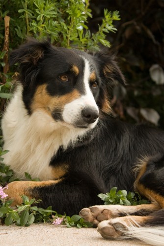 Fonds d'cran Animaux Chiens Zora