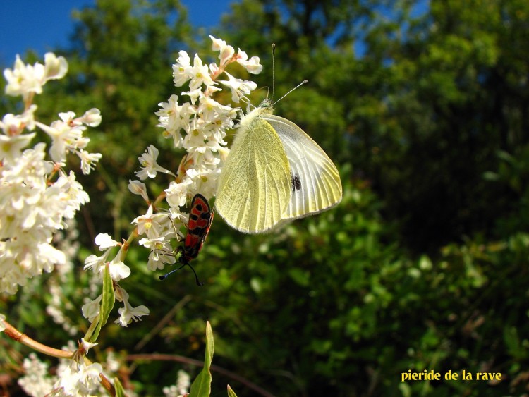 Fonds d'cran Animaux Insectes - Papillons pieride et zygane