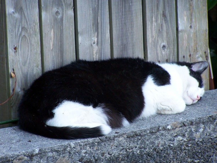 Fonds d'cran Animaux Chats - Chatons Un chat qui dort