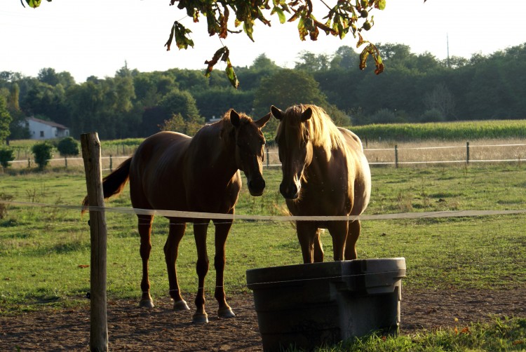 Wallpapers Animals Horses Copains comme...chevaux