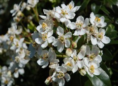 Fonds d'cran Nature fleurs blanches