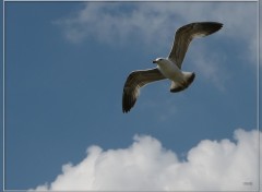 Fonds d'cran Animaux Mouette 3609