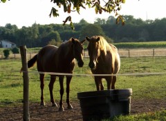 Wallpapers Animals Copains comme...chevaux