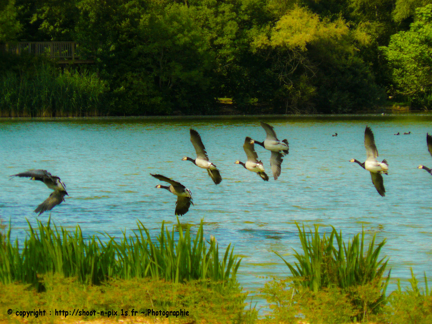 Wallpapers Animals Birds - Ducks 