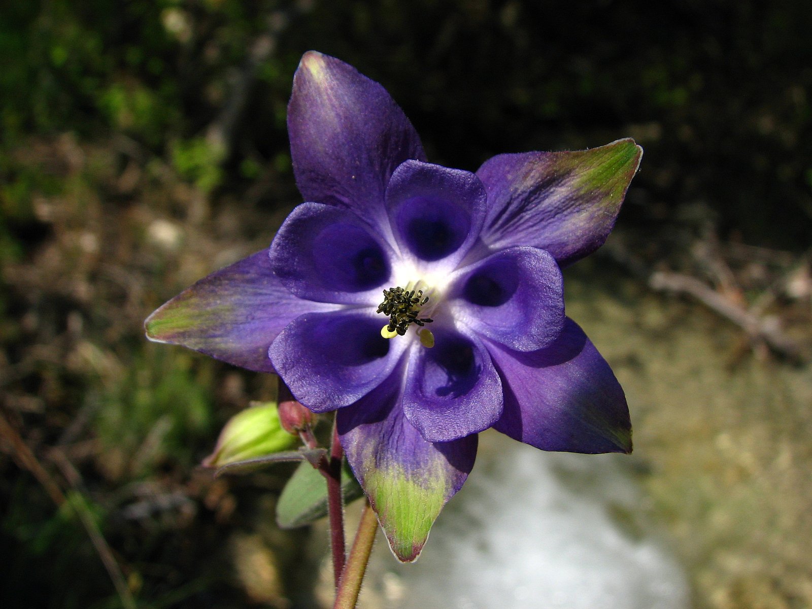 Wallpapers Nature Flowers ancolie