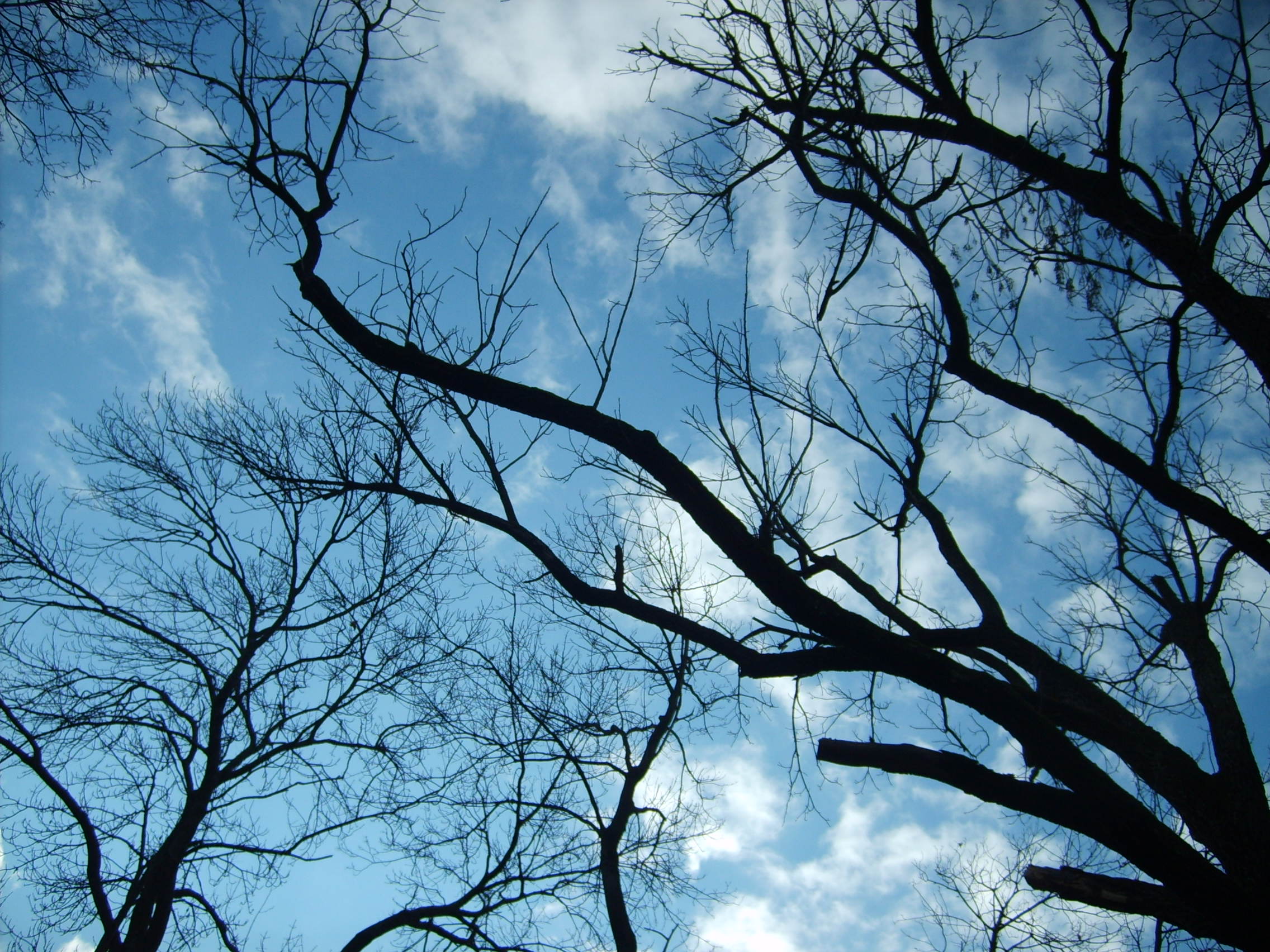 Wallpapers Nature Trees - Forests branchages dans le ciel