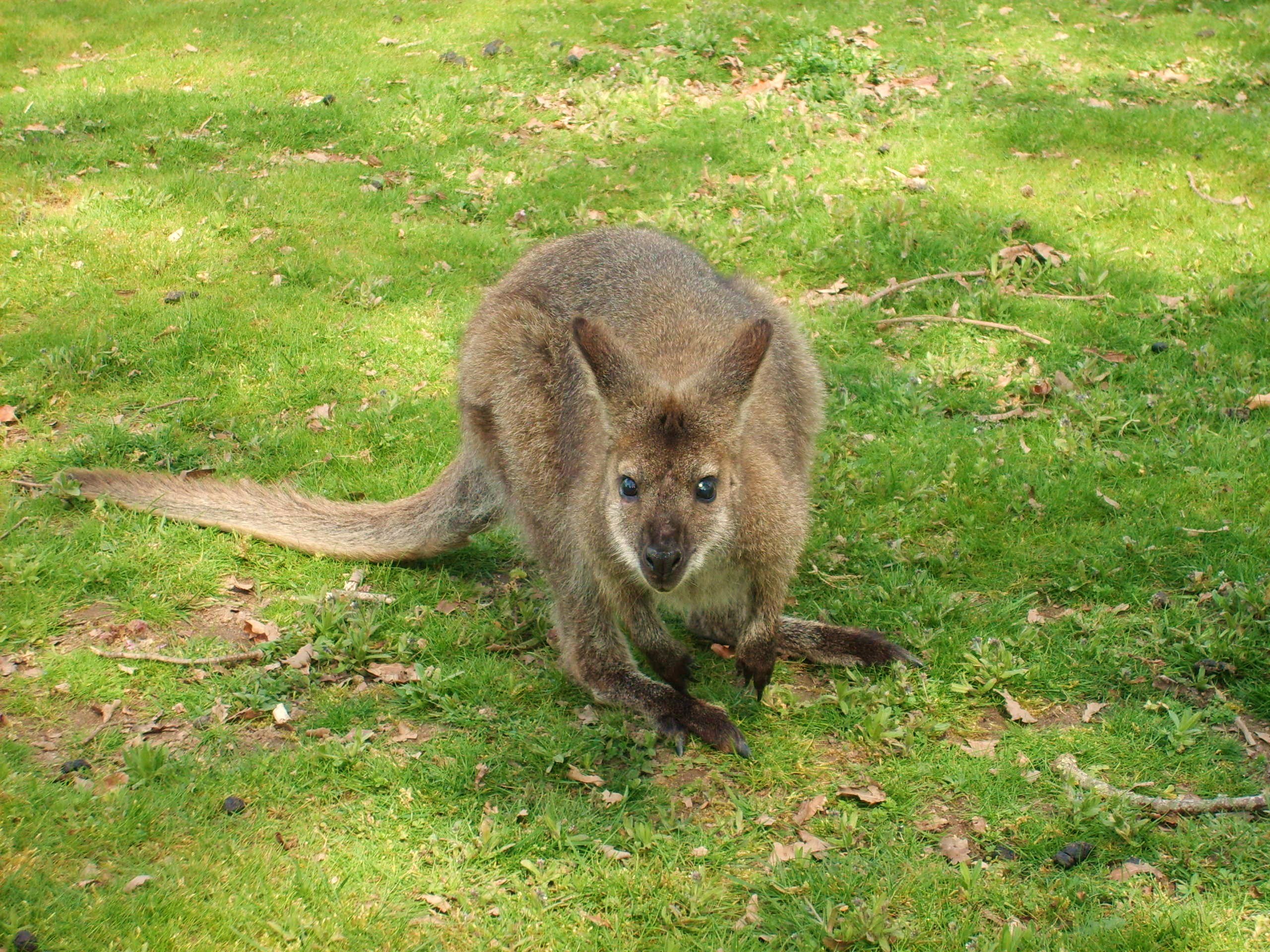 Fonds d'cran Animaux Kangourous face  face