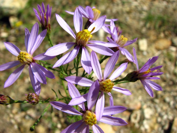 Fonds d'cran Nature Fleurs Astere a feuilles d'orpin