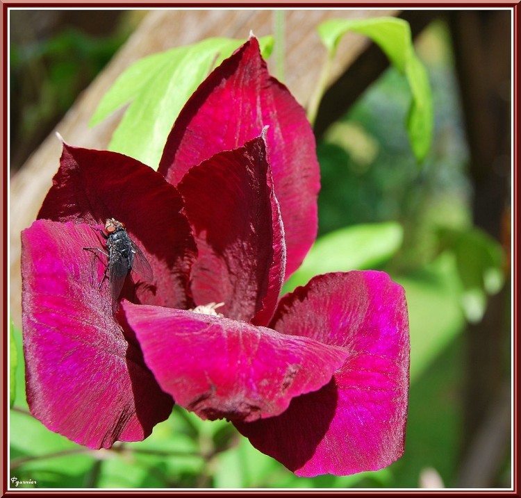 Fonds d'cran Nature Fleurs La mouche et la clmatite.