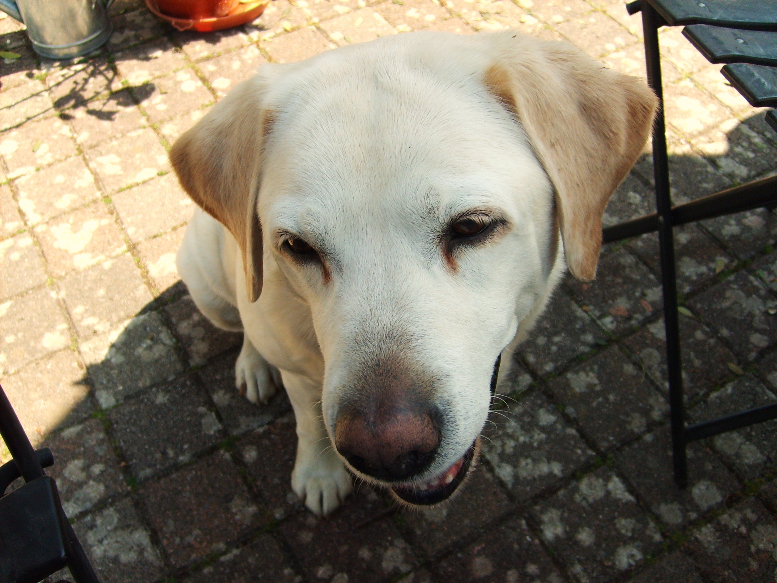 Fonds d'cran Animaux Chiens Labrador