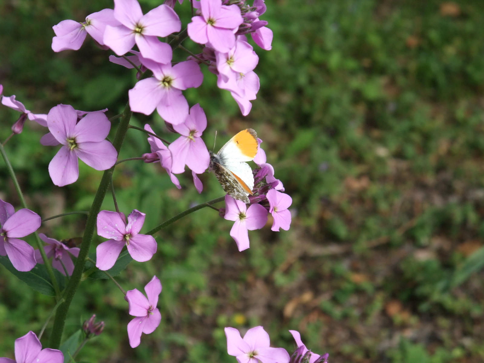 Fonds d'cran Animaux Insectes - Papillons Un parfum de violette