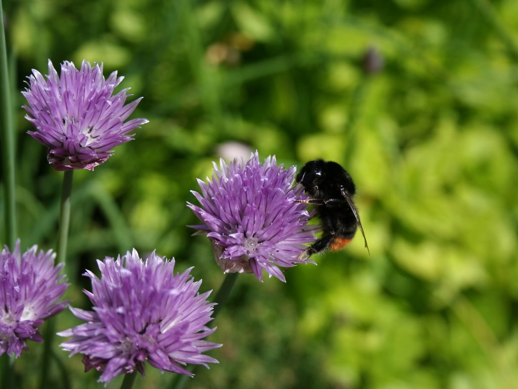 Wallpapers Nature Flowers Ciboulette et Bourdon