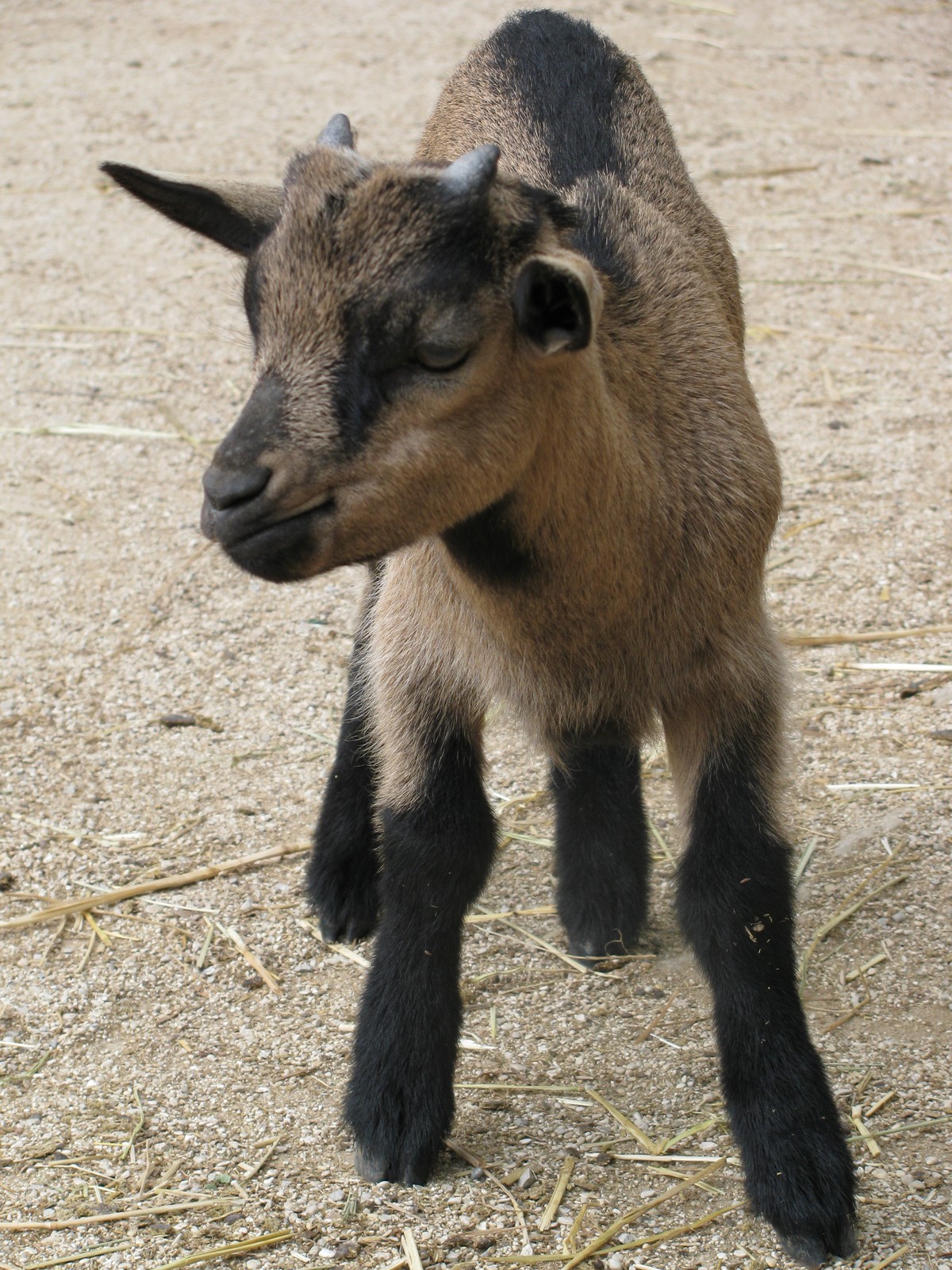 Fonds d'cran Animaux Chvres Bb biquette