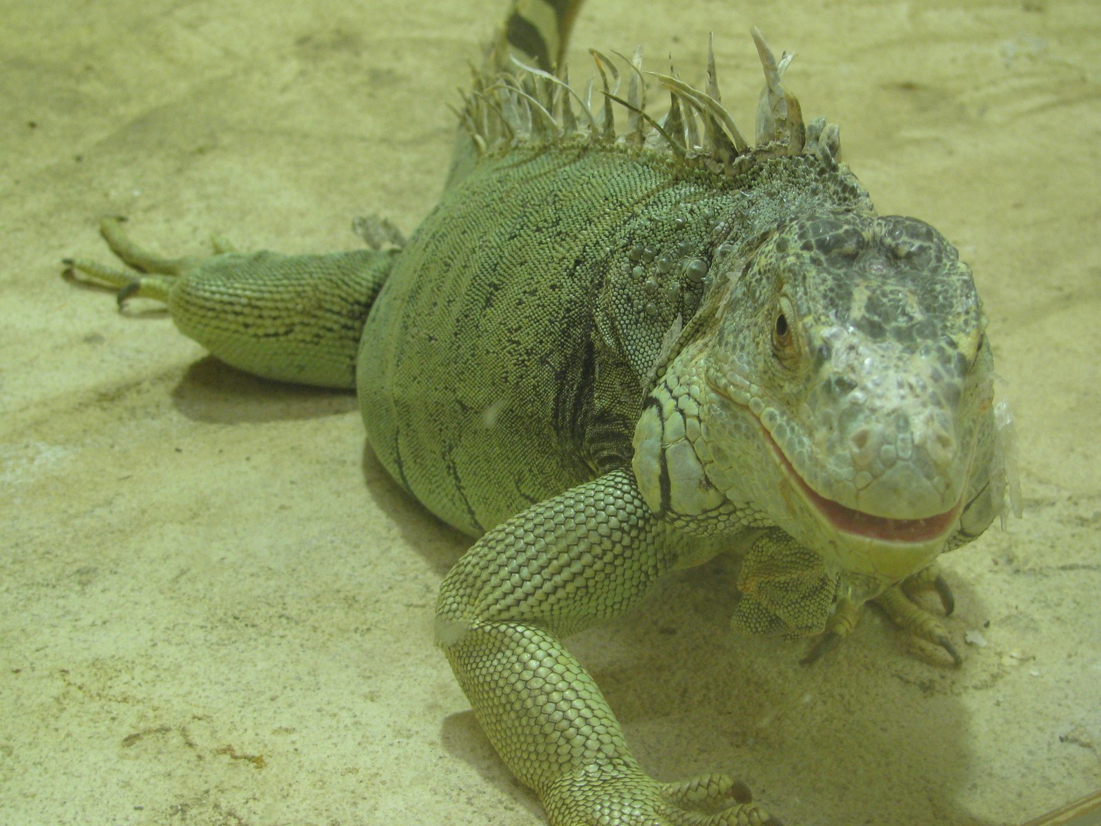 Fonds d'cran Animaux Lzards - Iguanes En gros plan, a donne quoi ?