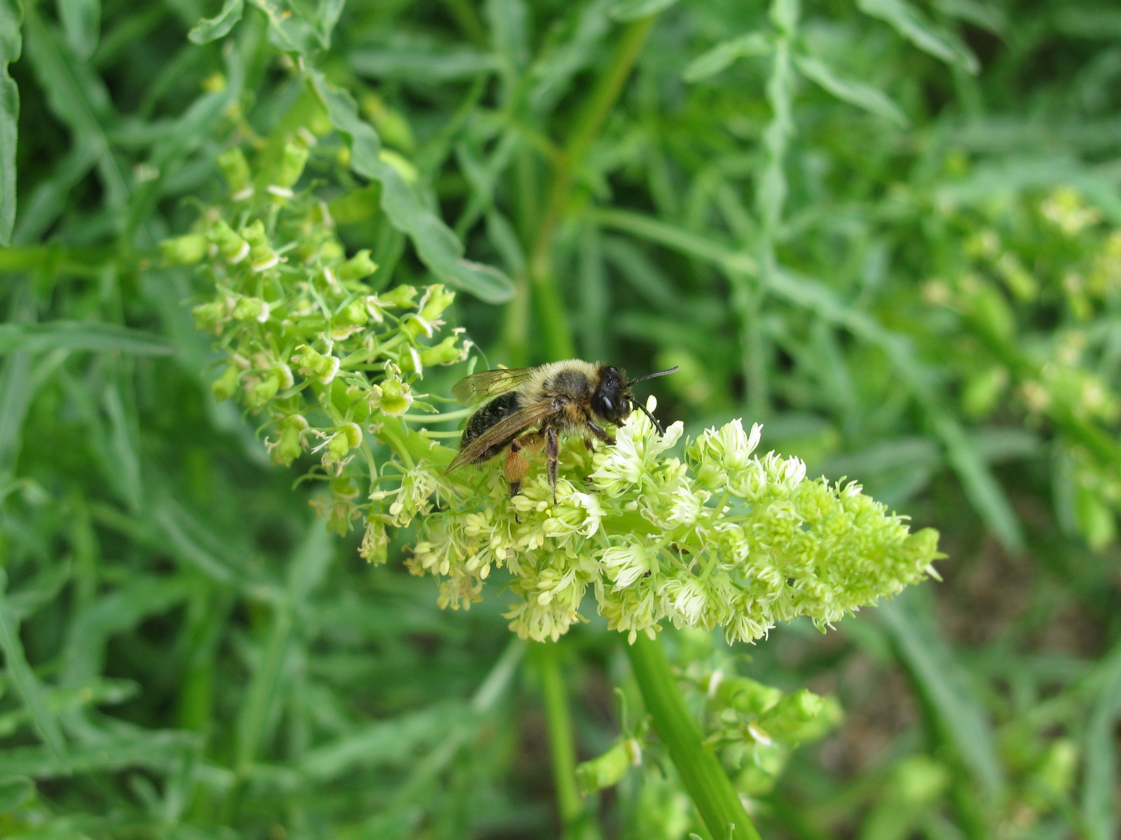 Fonds d'cran Animaux Insectes - Abeilles Gupes ... 