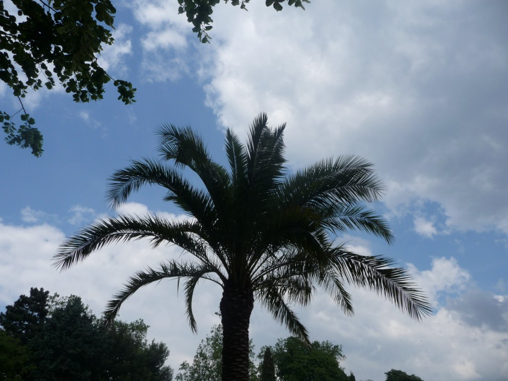 Wallpapers Nature Trees - Forests un palmier dans les nuages 