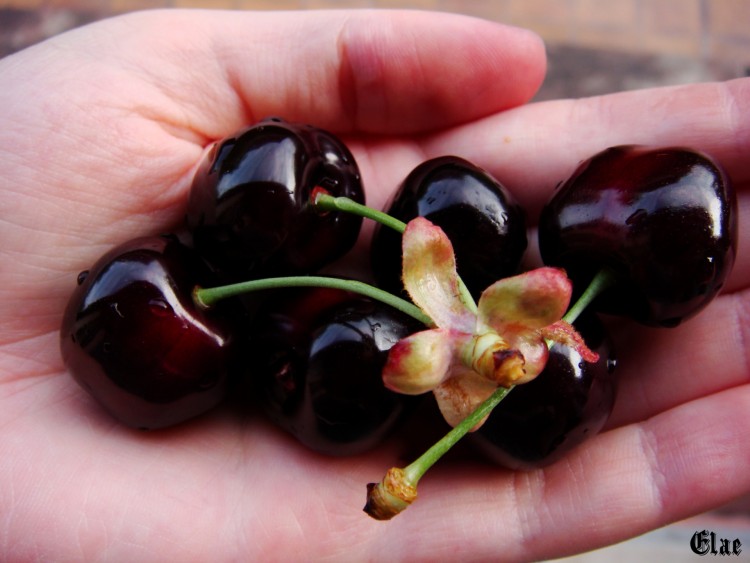 Fonds d'cran Nature Fruits Cerises Noires d'Alsace