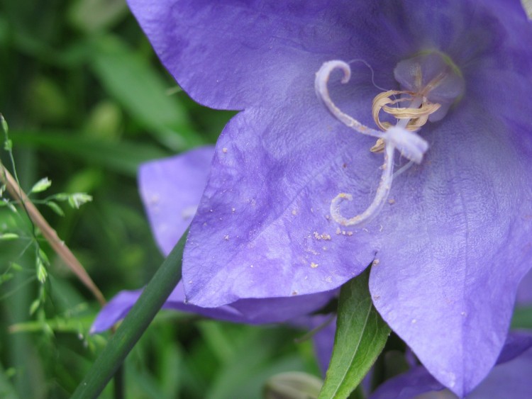 Fonds d'cran Nature Fleurs Au Coeur d'un monde