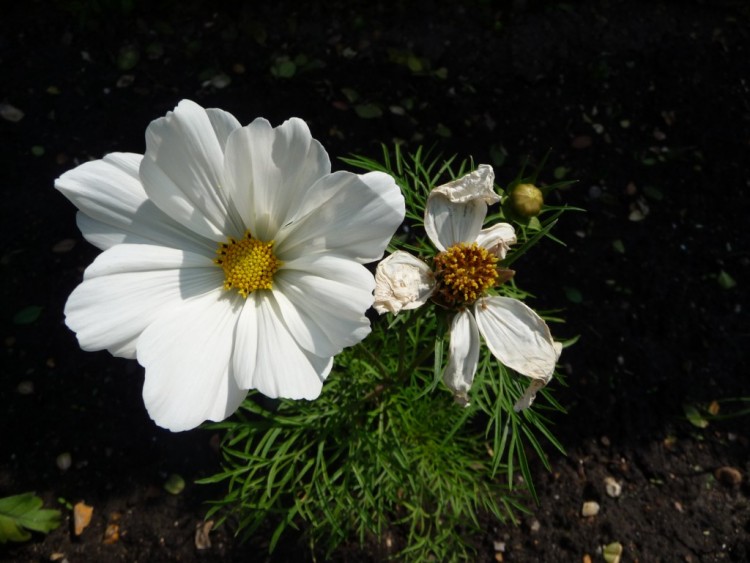 Wallpapers Nature Flowers la belle et la bette