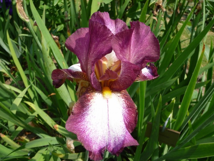 Fonds d'cran Nature Fleurs au coeur de l'Iris