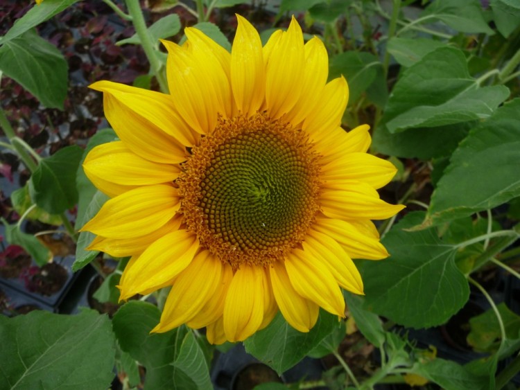 Fonds d'cran Nature Fleurs au coeur du tournesol