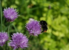 Fonds d'cran Nature Ciboulette et Bourdon