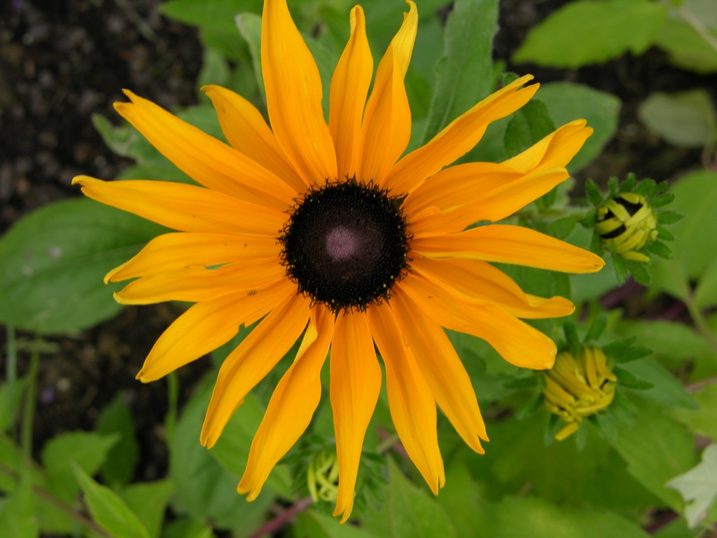 Fonds d'cran Nature Fleurs 