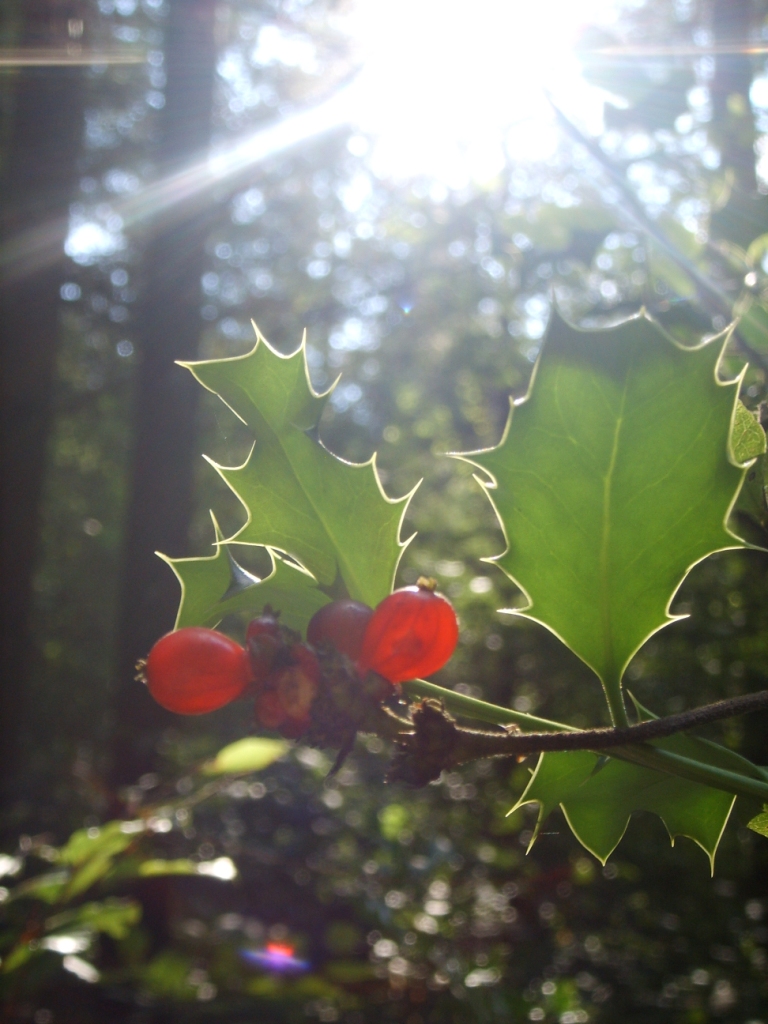 Wallpapers Nature Plants - Shrubs 