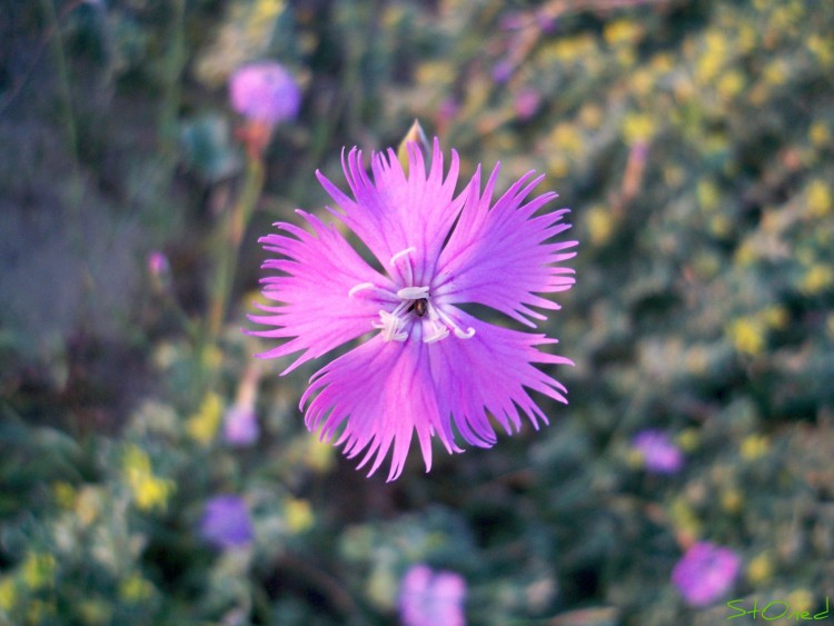 Fonds d'cran Nature Fleurs Fleur