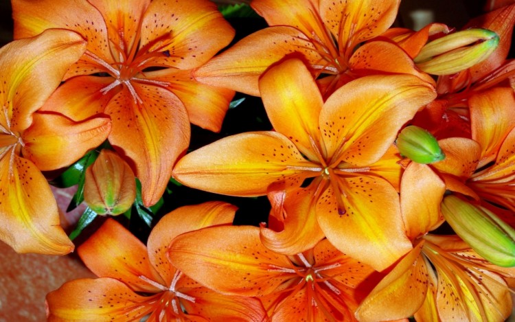 Fonds d'cran Nature Fleurs lys orange