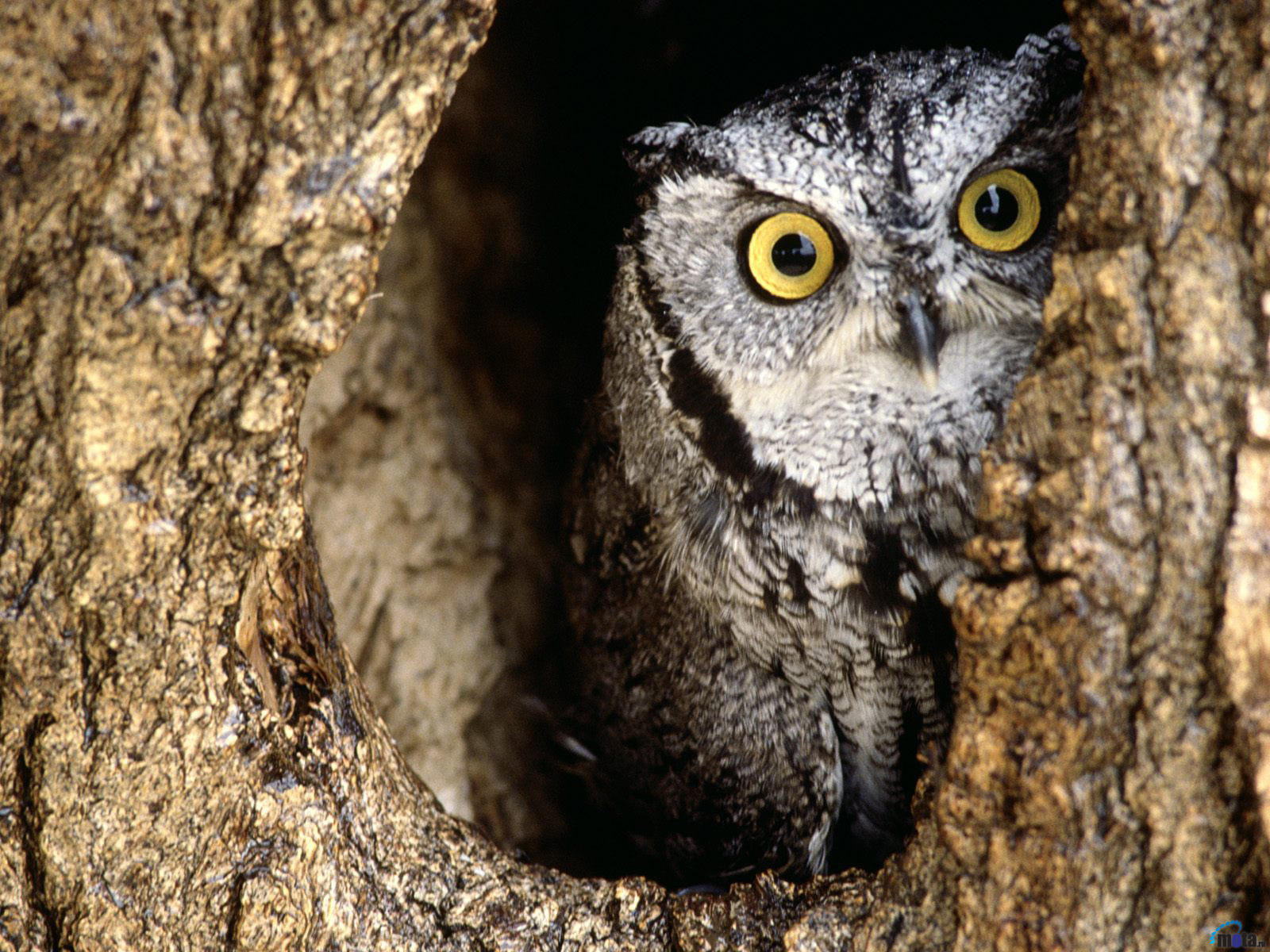 Fonds d'cran Animaux Oiseaux - Hiboux et Chouettes Hibou