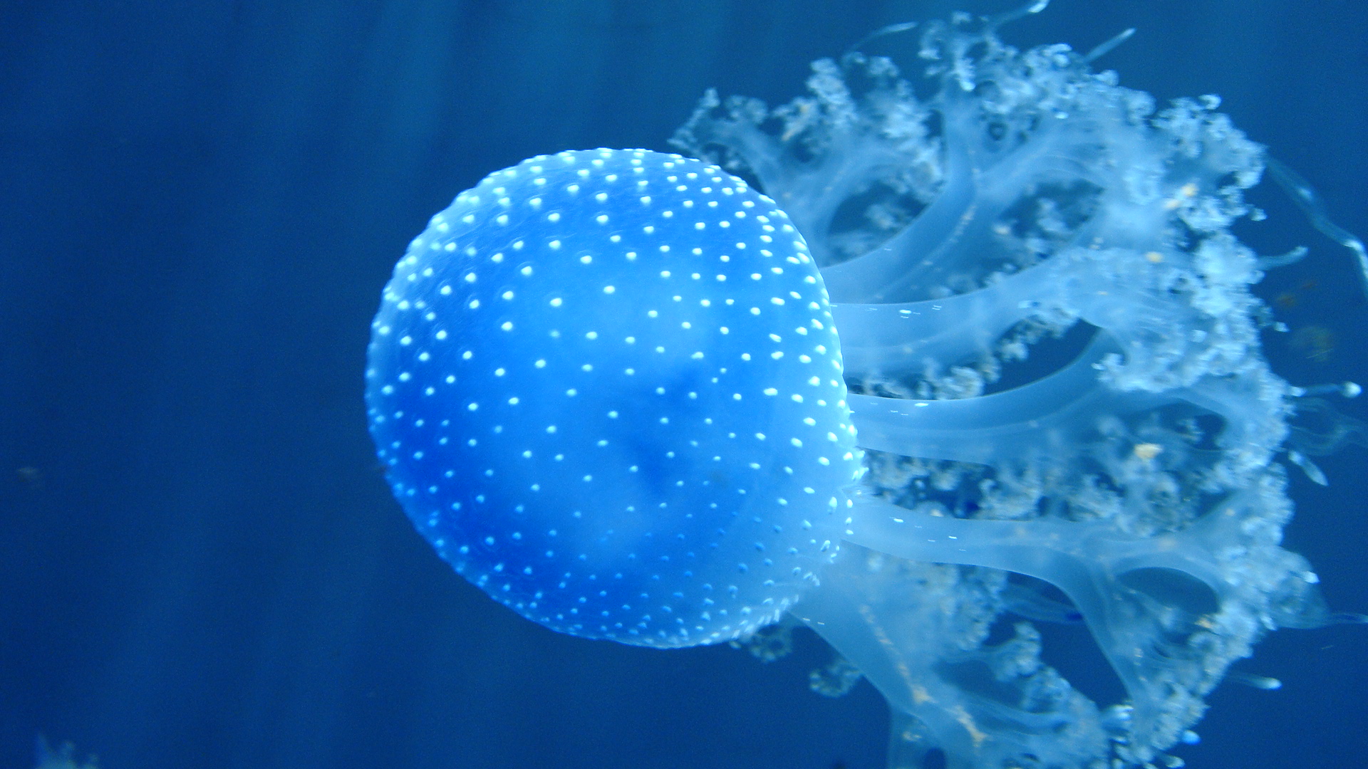 Wallpapers Animals Sealife - Jellyfish 