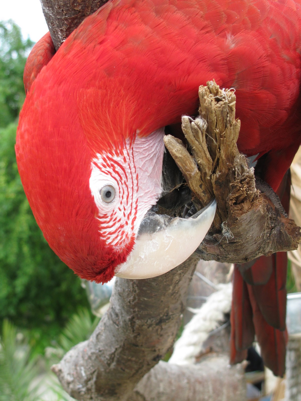 Wallpapers Animals Birds - Parrots 