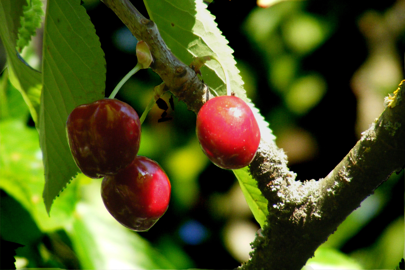 Wallpapers Nature Fruits 