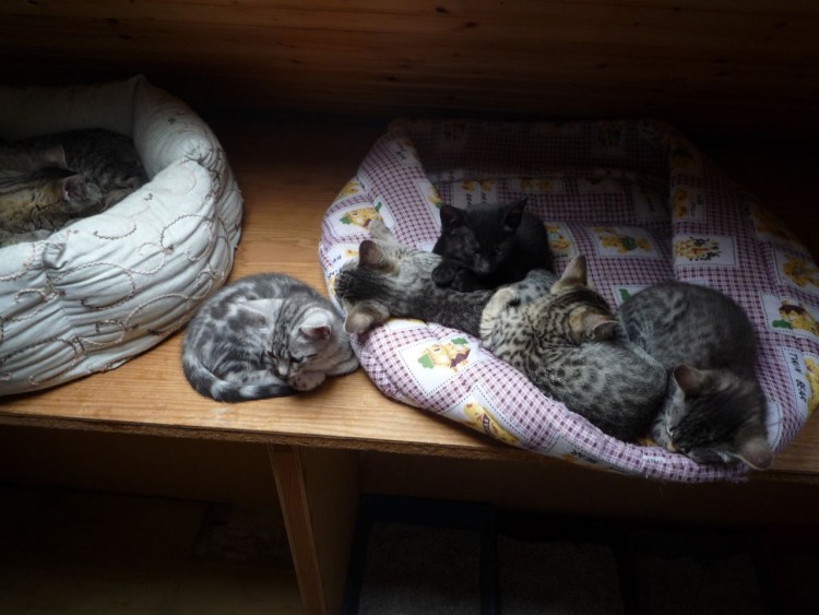 Fonds d'cran Animaux Chats - Chatons seven family