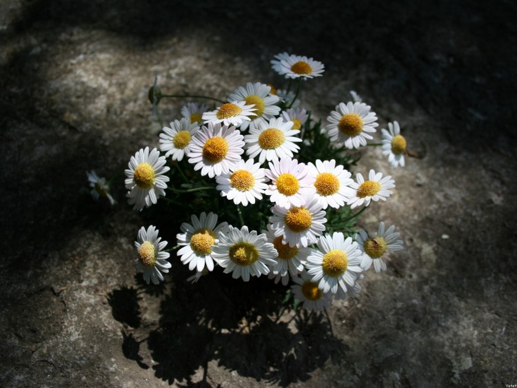 Fonds d'cran Nature Fleurs Pquerettes