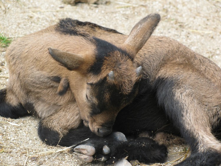 Fonds d'cran Animaux Chvres Wallpaper N235609