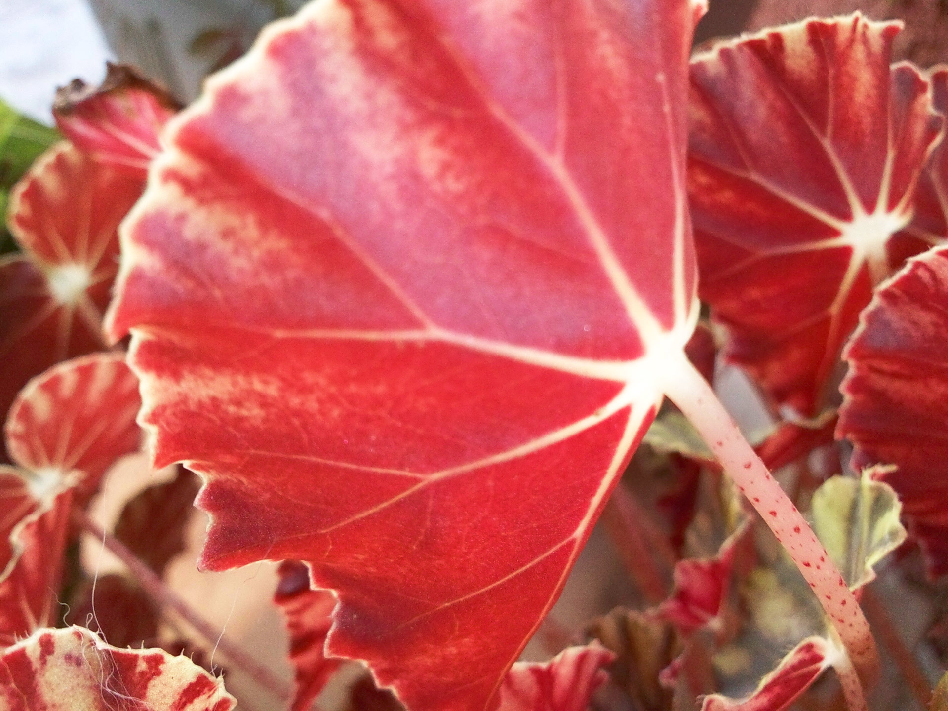 Fonds d'cran Nature Feuilles - Feuillages Macro - Red Leaf