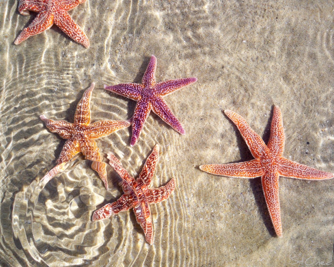 Fonds d'cran Animaux Vie marine - Etoiles de mer A soulac/mer