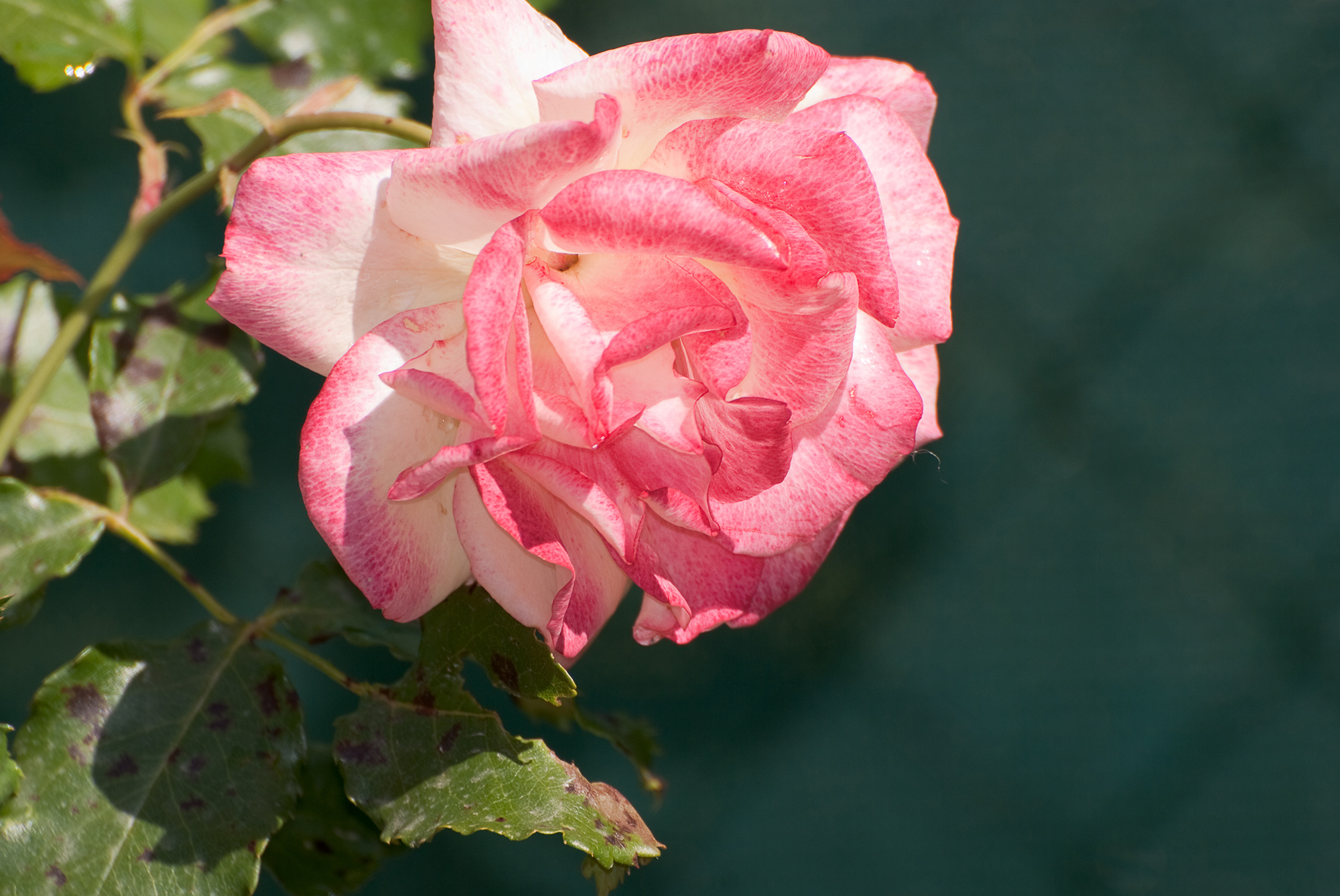 Wallpapers Nature Flowers rose rose et blanche