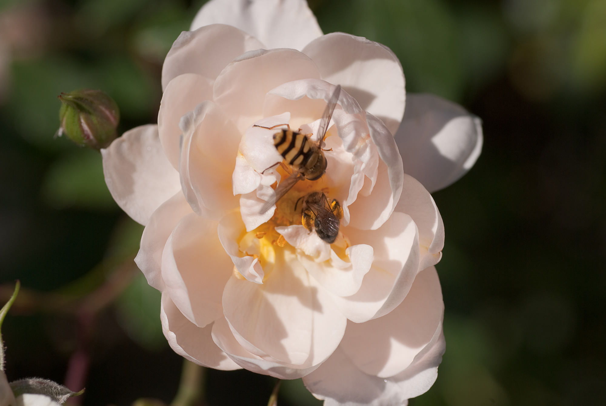 Fonds d'cran Nature Fleurs Duo de butineuses dans une jolie rose blanche