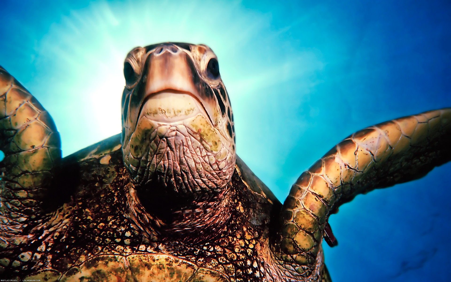 Fonds d'cran Animaux Vie marine - Tortues de mer Carapace marine