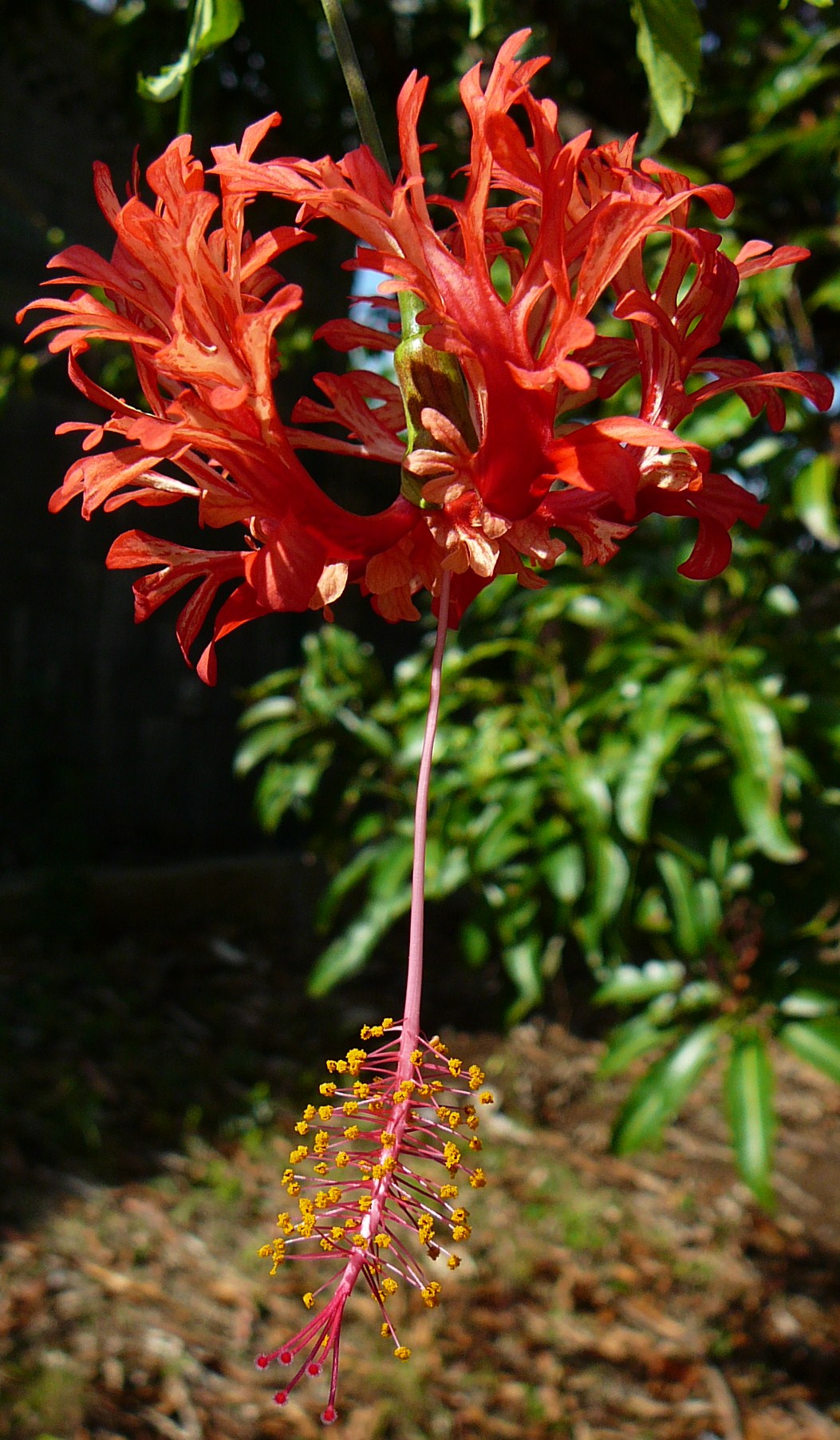 Fonds d'cran Nature Fleurs 